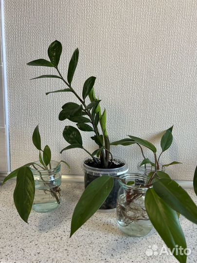 Замиокулькас, черенки филодендрона с корнями