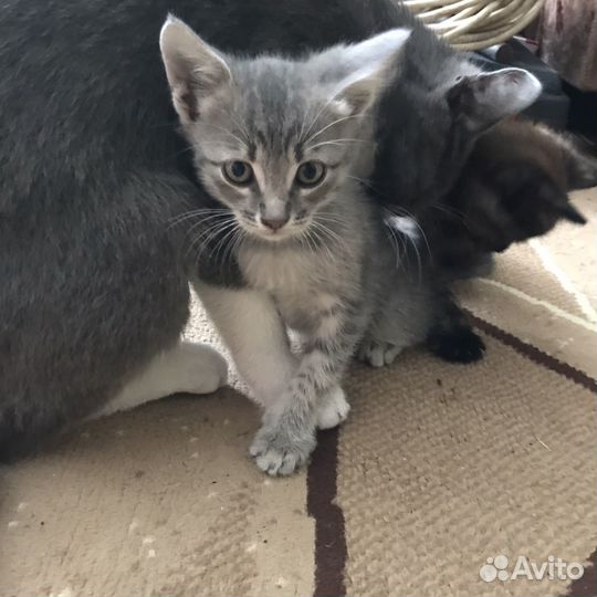 Кошки и кот