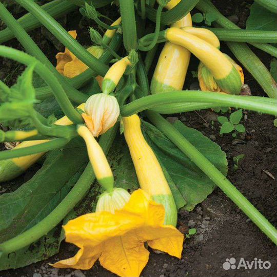 Рассада тыквы, кабачков