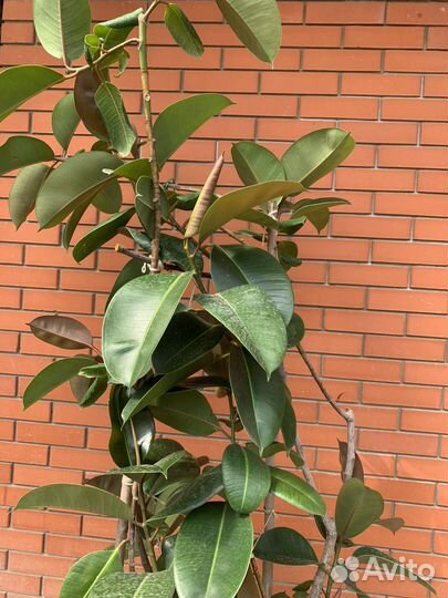 Фикус