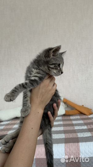 Чудесный котенок мальчик