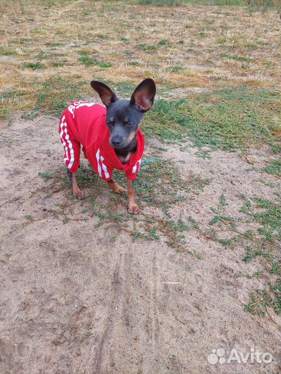 Той-терьер щенки