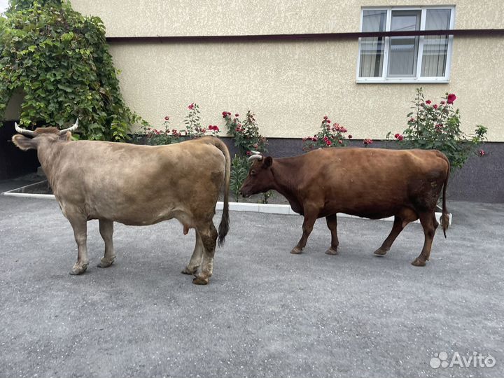 Корова дойная