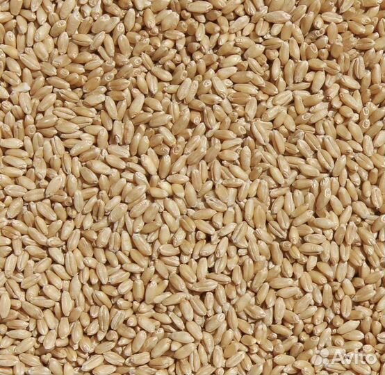 Пшеница 3 класс