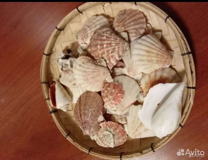 Ракушки для аквариума/декор для аквариума