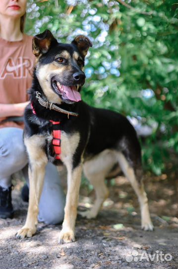 Приюти собаку из приюта