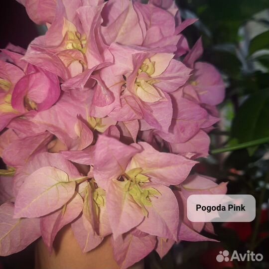 Комнатные цветы Бугенвиллии для южных окон