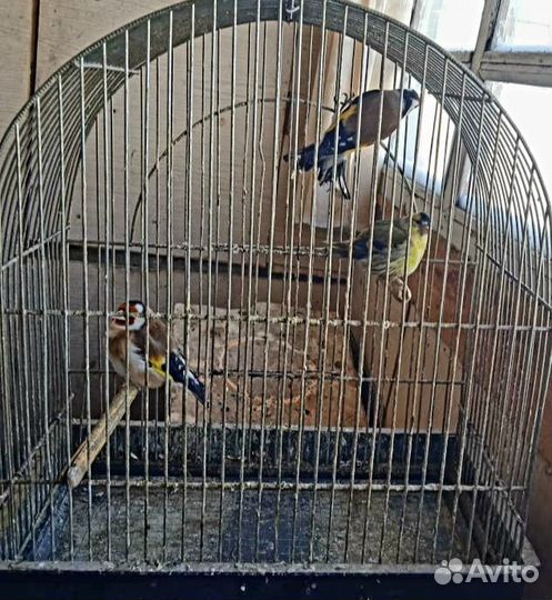 Птица щегол