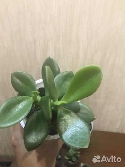 Толстянка, фикус разных сортов