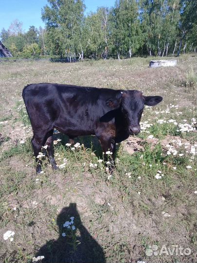 Телята бычек