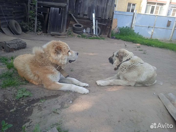 Кавказская овчарка
