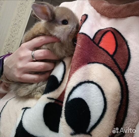 Декоративные кролики