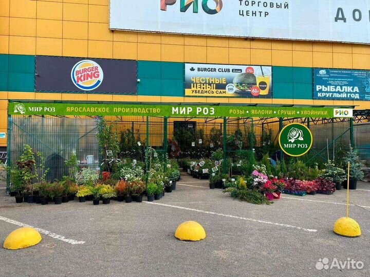 Продавец консультант в цветочный магазин Мир Роз76