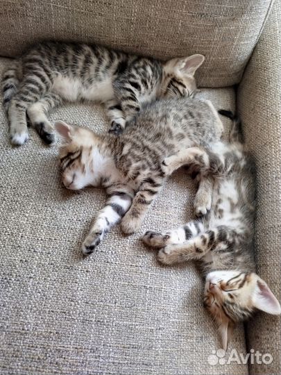 Отдам котят в добрые руки