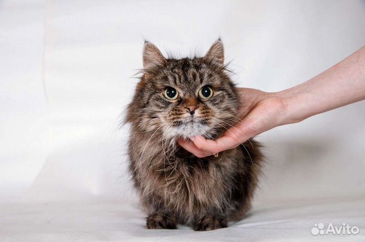 Кошка Пушка