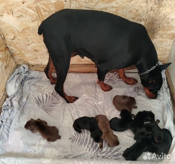 Щенки добермана