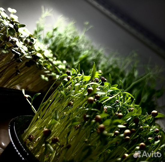 Микрозелень