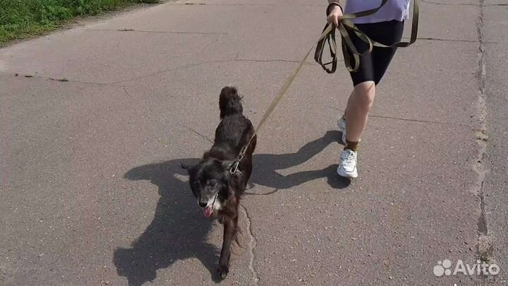 Дрессировка, обучение собак