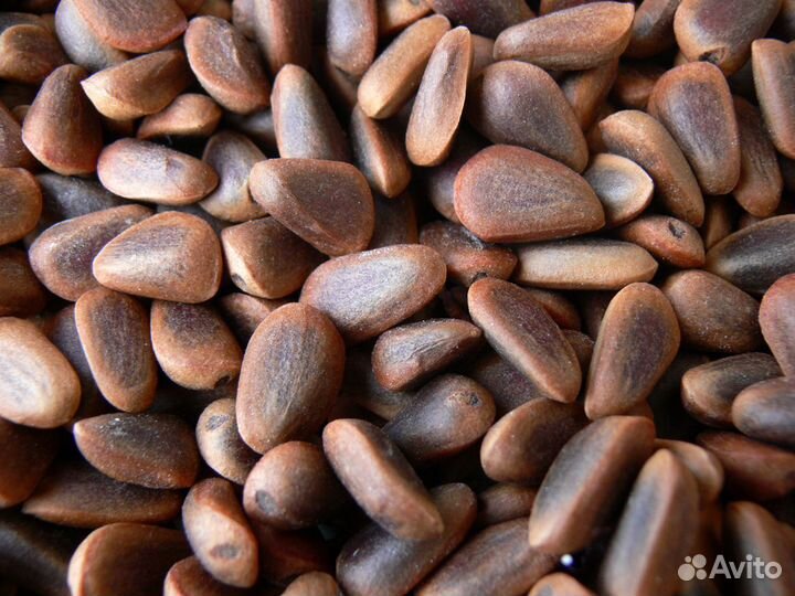 Сосна Корейская, Кедровый Стланник семена