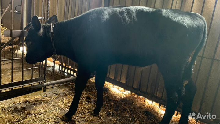 Теленок месячный