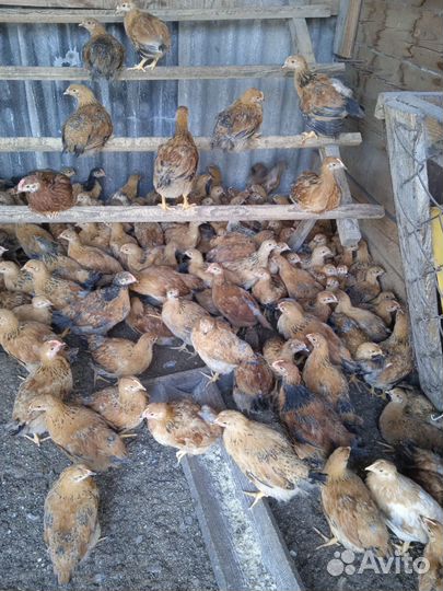 Цыплята Петушки Кучинская Барковская