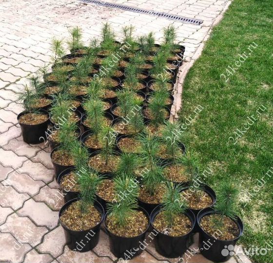 Саженцы кедра от производителя