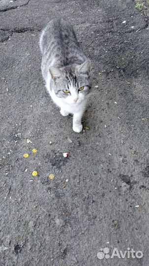Кошечка в добрые руки