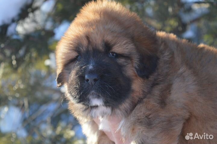 Тибетский мастиф