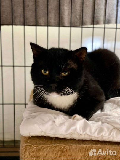 Кот Лучиано