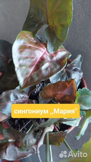 Сингониумы сортовые