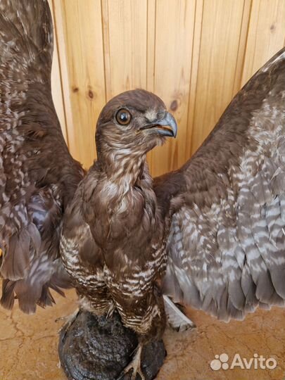 Чучело ястреба