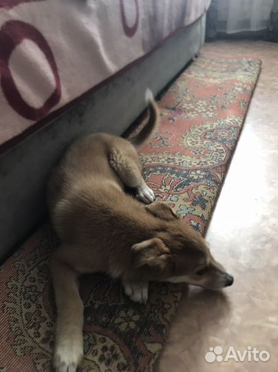 Отдам бесплатно в добрые руки