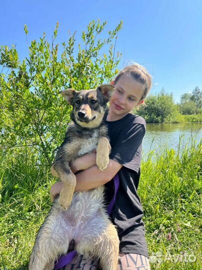 Не собачка,а прелесть