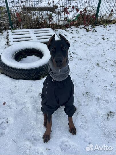 Собака доберман