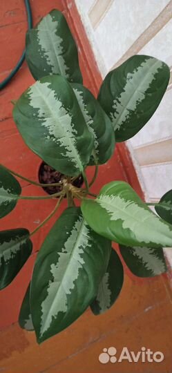 Комнатные цветы