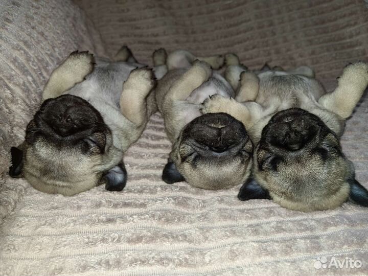 Щенки мопса