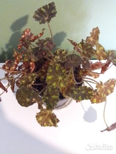 Бегонии королевская Merry Christmas и Бауэра