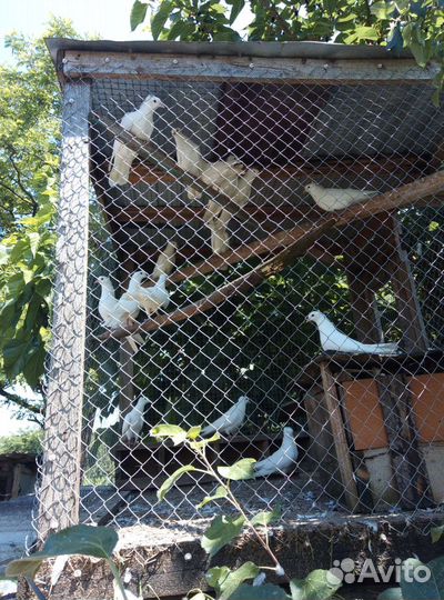 Голуби Бакинскиие
