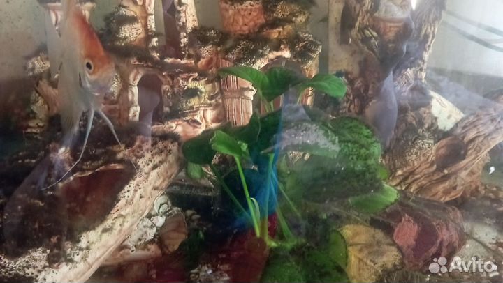 Аквариум