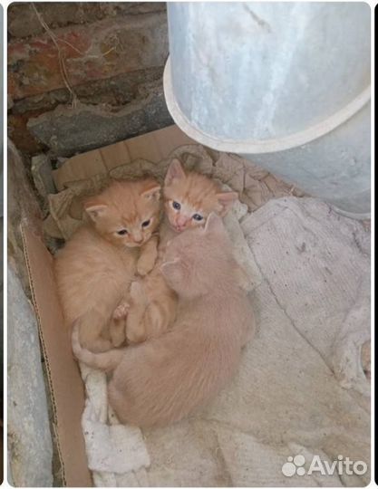 Котята в добрые руки