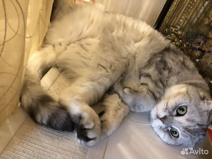 Шотландский кот бесплатно