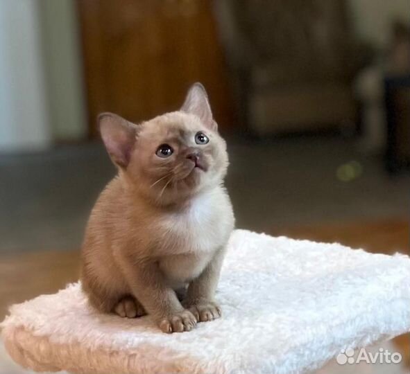 Бурманская