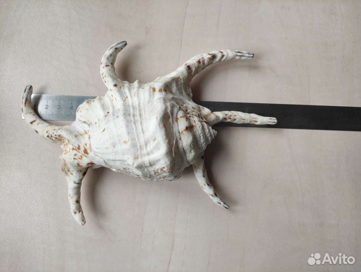 Ракушка большая 21 см