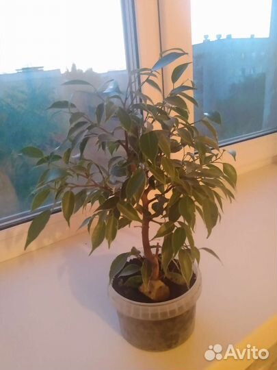 Фикус бенджамина
