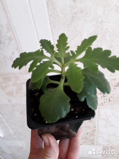 Комнатные цветы