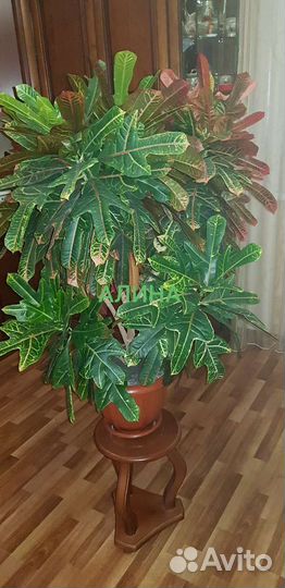 Комнатные цветы кротон, кодиеум Экселент