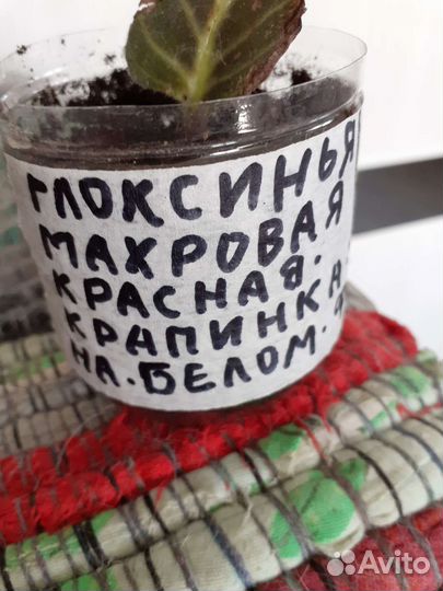 Глоксинья ( детки )