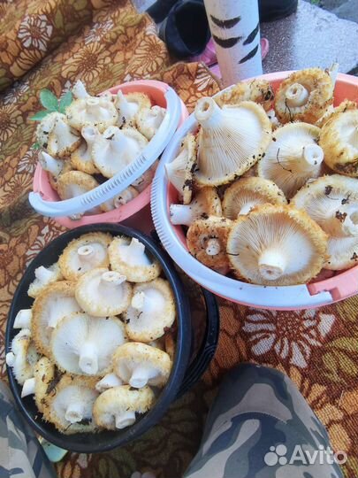 Грибы сырые грузди