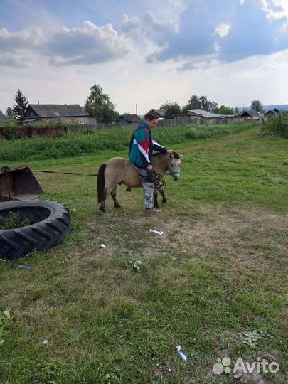 Пони-жеребец