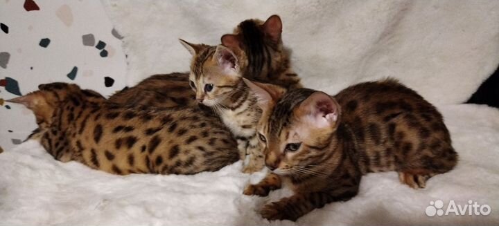 Бенгальская